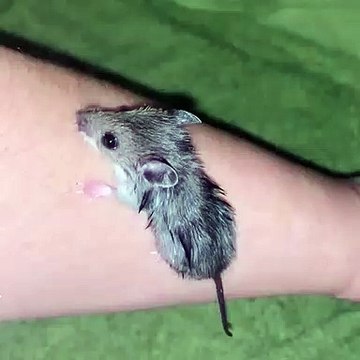 Cette petite souris apprend à grimper avec beaucoup de courage. Admirez !
