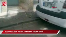 Sultangazi'de yılanlar evlere kadar girdi