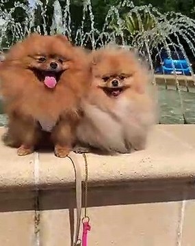 Admirez ces magnifiques poméraniens avec leur fourrures au vent. Magique !