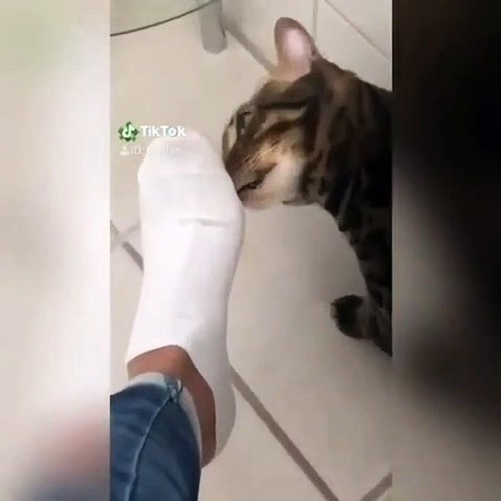 Ce chat est réellement choqué par ce qu'il a senti sur les chaussettes de son maître. A mourir de rire !