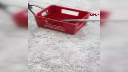 ÇORUM İŞ YERİNE GİREN YILAN DOĞAYA SALINDI