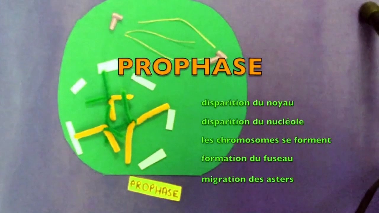 La mitose (animation)