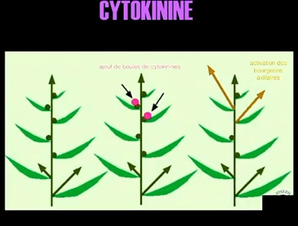 Les hormones végétales