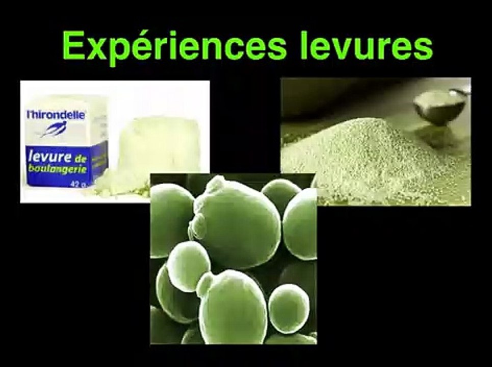 Métabolisme des levures