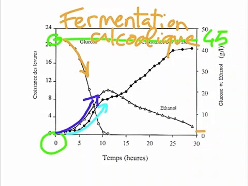 Levure (respiration et fermentation)