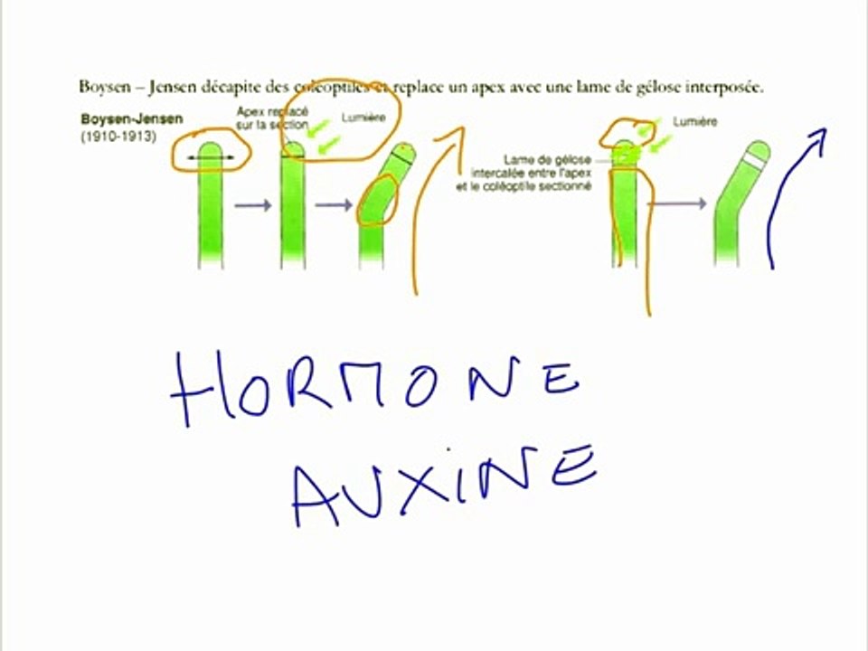 les expériences historiques sur l'auxine