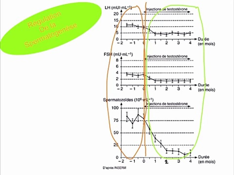 Régulation de la spermatogenèse