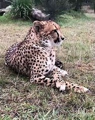 Cette femelle guépard est assise comme une vraie Lady. Admirez !