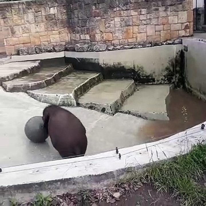 Ce bébé éléphant adore jouer avec son ballon. Trop chou !
