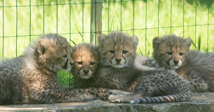 Quatre bébés guépards nés au Safari de Peaugres