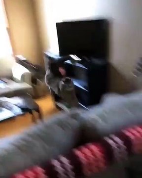 La rencontre entre ce chat et le nouveau chien est vraiment à mourir de rire. Regardez !