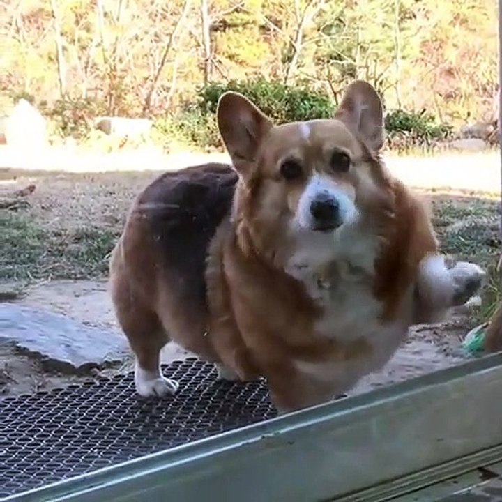 Ce splendide chien ne comprend pas pourquoi la vitrine ne s'ouvre pas. Trop drôle !