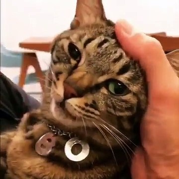 Quand un chat exige des bisous, voici ce que ça donne !