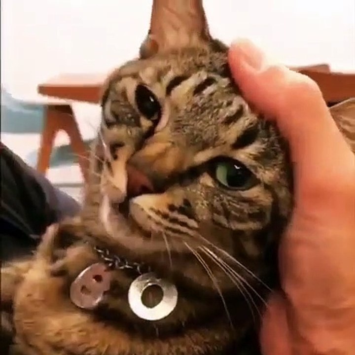 Quand un chat exige des bisous, voici ce que ça donne !