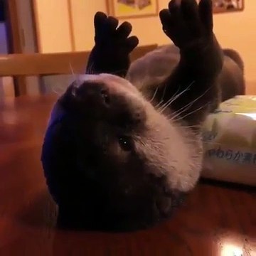 Les cris de ce bébé loutre sont trop mignons. Ecoutez !