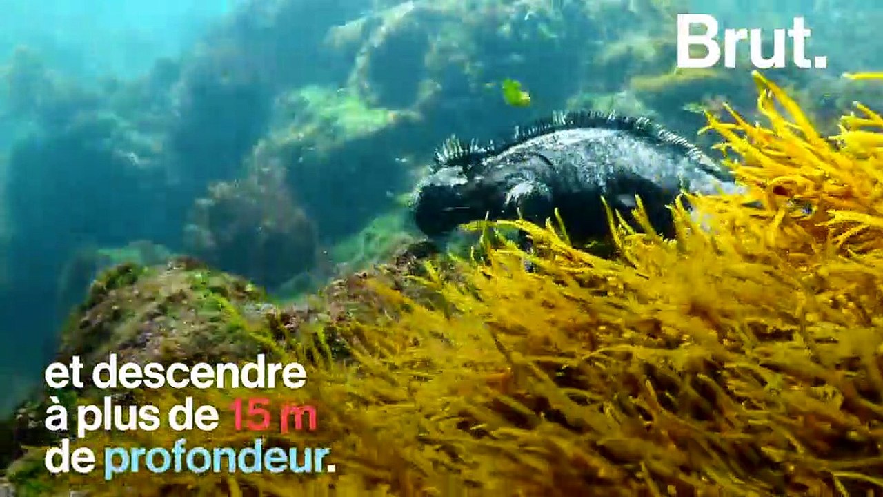 L'iguane marin des Galápagos, le seul lézard de mer au monde