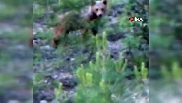 Yol kenarında gördüğü ayıyı ‘Gel oğlum’ diye böyle çağırdı