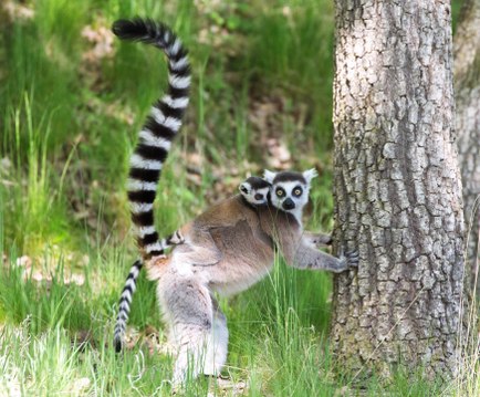 Découvrez l'Auvergne: les naissances 2019 au Parc animalier d'Auvergne d'Ardes sur Couze (63)