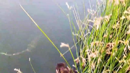 pcp duck hunting in wather