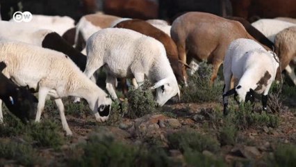 Çitler kalktı, doğal yaşam geri geldi