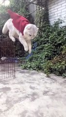 Tik Tok China Daily Trending Videos #20190607 抖音每日热门视频