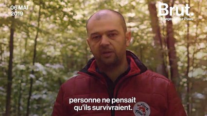 En Bulgarie, trois oursons orphelins retrouvent leur liberté