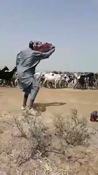 Ces petits bergers qui font le buzz