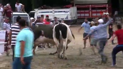 Boğaların kıran kırana güreşi heyecanlı anlara sahne oldu