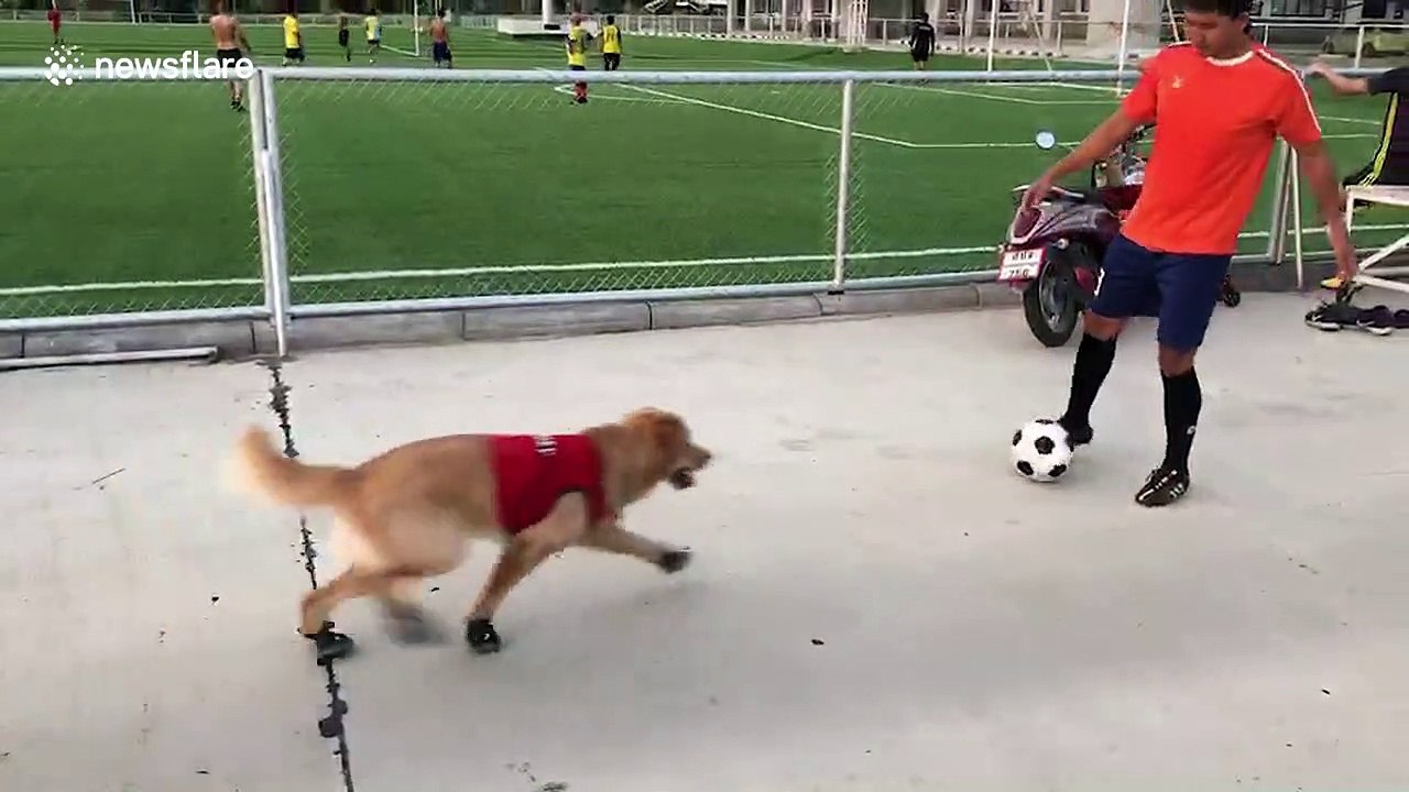 Franz Bark-enbauer: golden retriever is a dogged defender