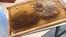 Les abeilles au cœur d’un projet pédagogique au collège Jean-Paul II