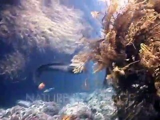 Un poulpe fait du rodéo sur une murène