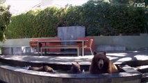 Il découvre des intrus dans sa fontaine de jardin... une famille d'ours
