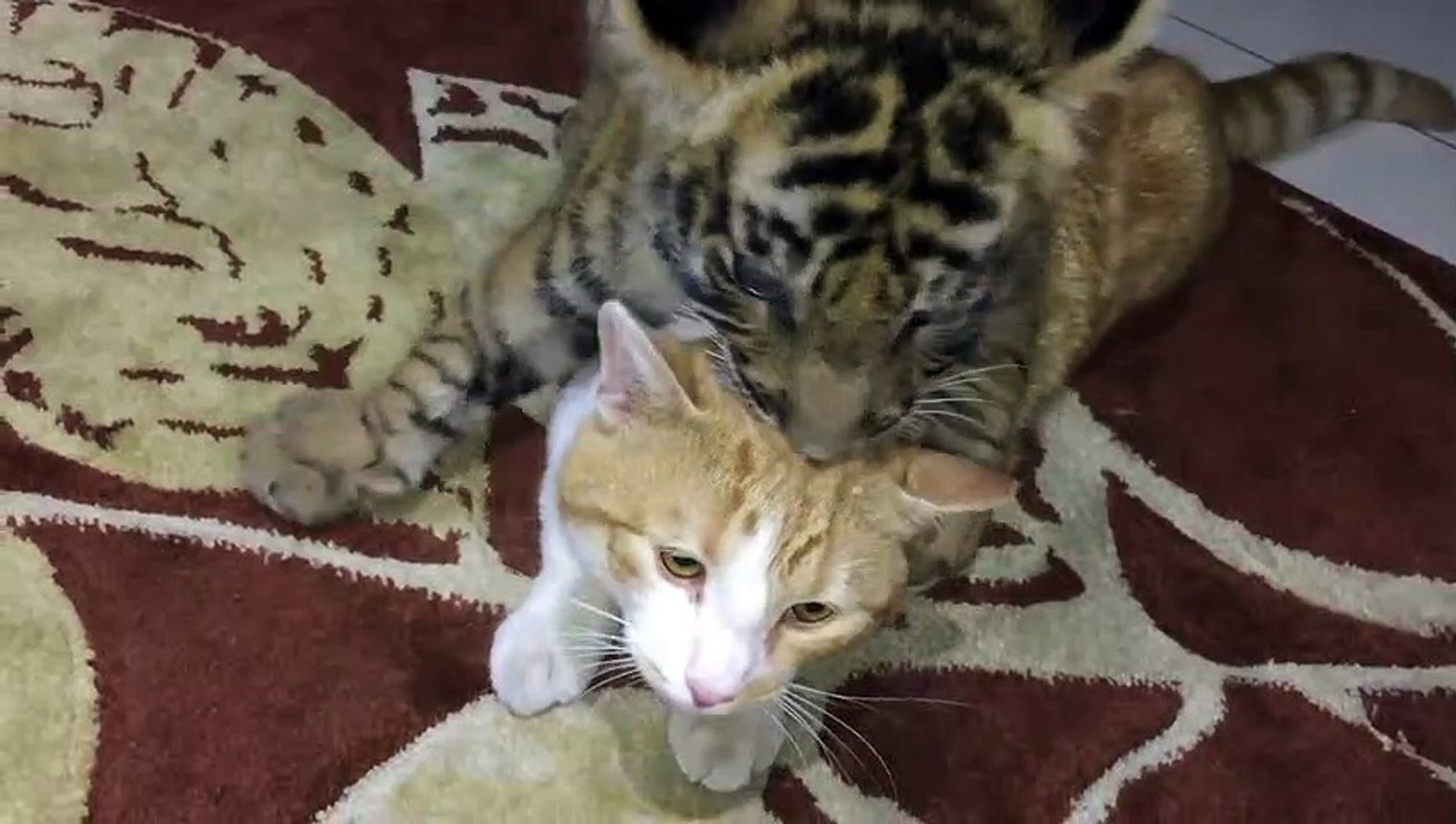 Un Bebe Tigre Et Un Chat Jouent Ensemble Video Dailymotion