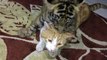 Un bébé tigre et un chat jouent ensemble