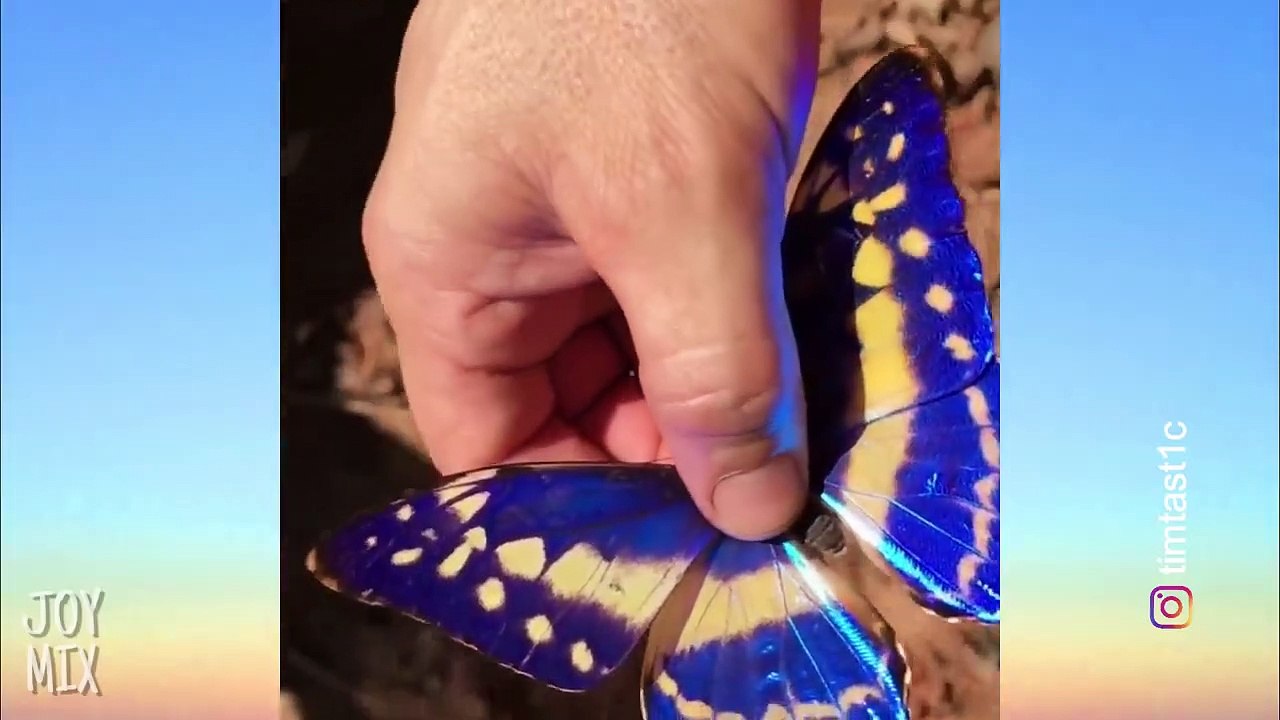 Oddly Satisfying Compilation That You Will Find  t So Healing