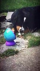 Jackson Roloff Playing With Bubbles With His Dog