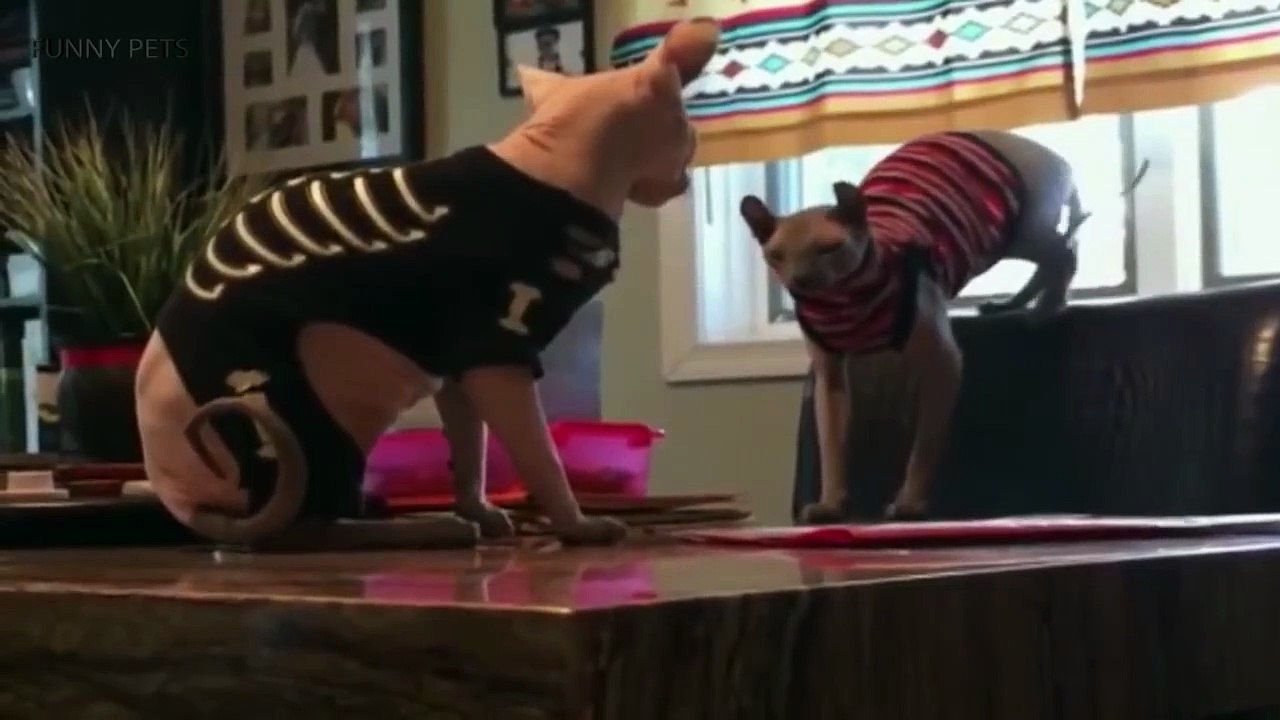 Sphinx Cats funny clips 2019