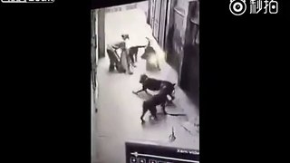 Rescatan a hombre de ser devorado por 4 perros en china