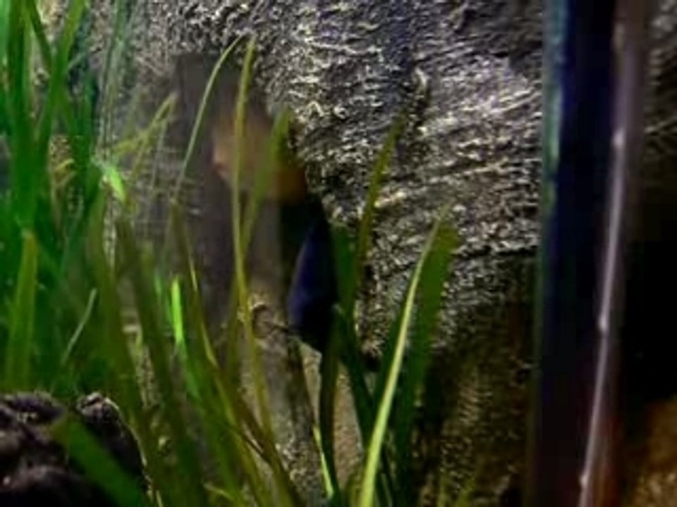 Discus