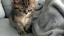 TopSaver88208652a sleepy cat