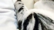 TopSaver88452412a cute cat