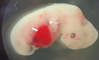 Scientists created the first human-pig embryo that could revolutionize healthcare
