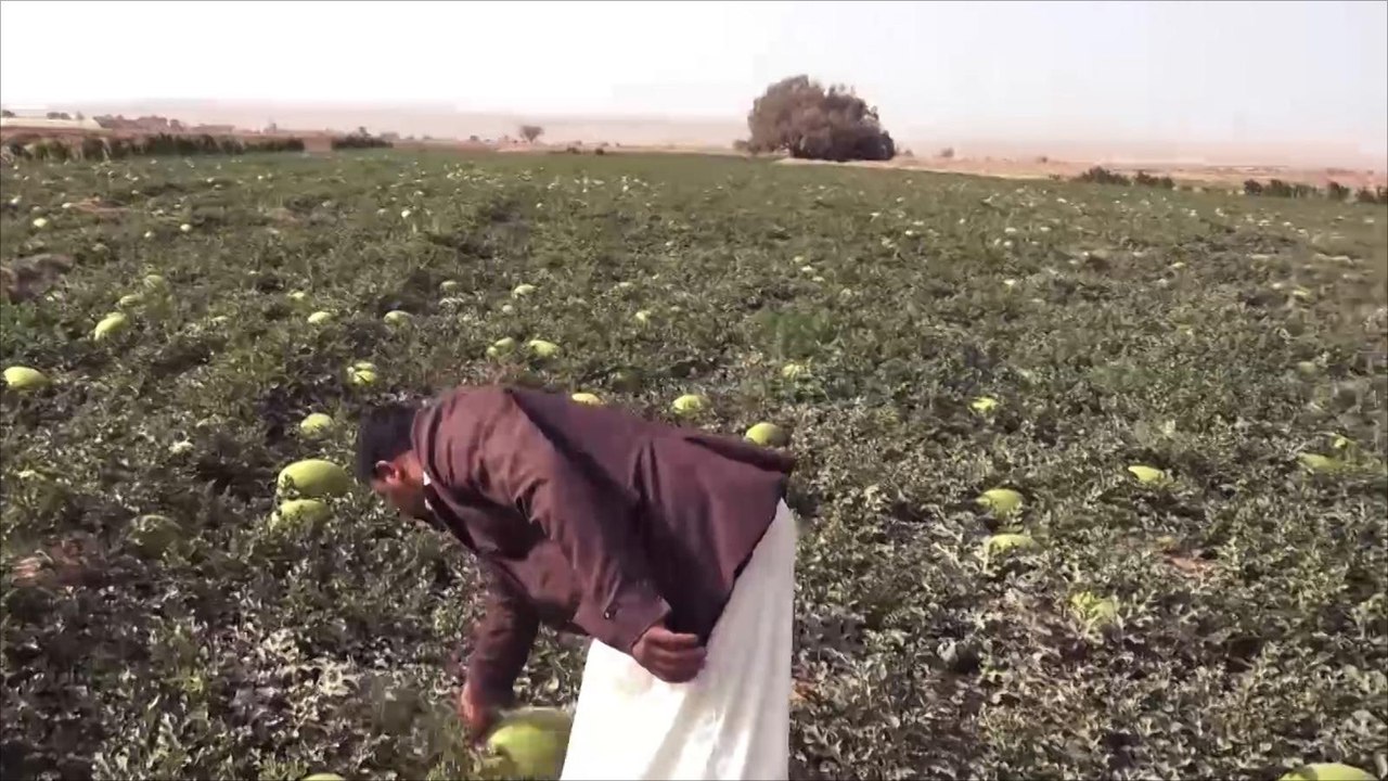 "صلتك" تقيم مشاريع للطاقة الشمسية لدعم المزارع اليمني