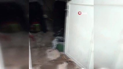 Develi'de eve dadanan yılanlar yakalandı