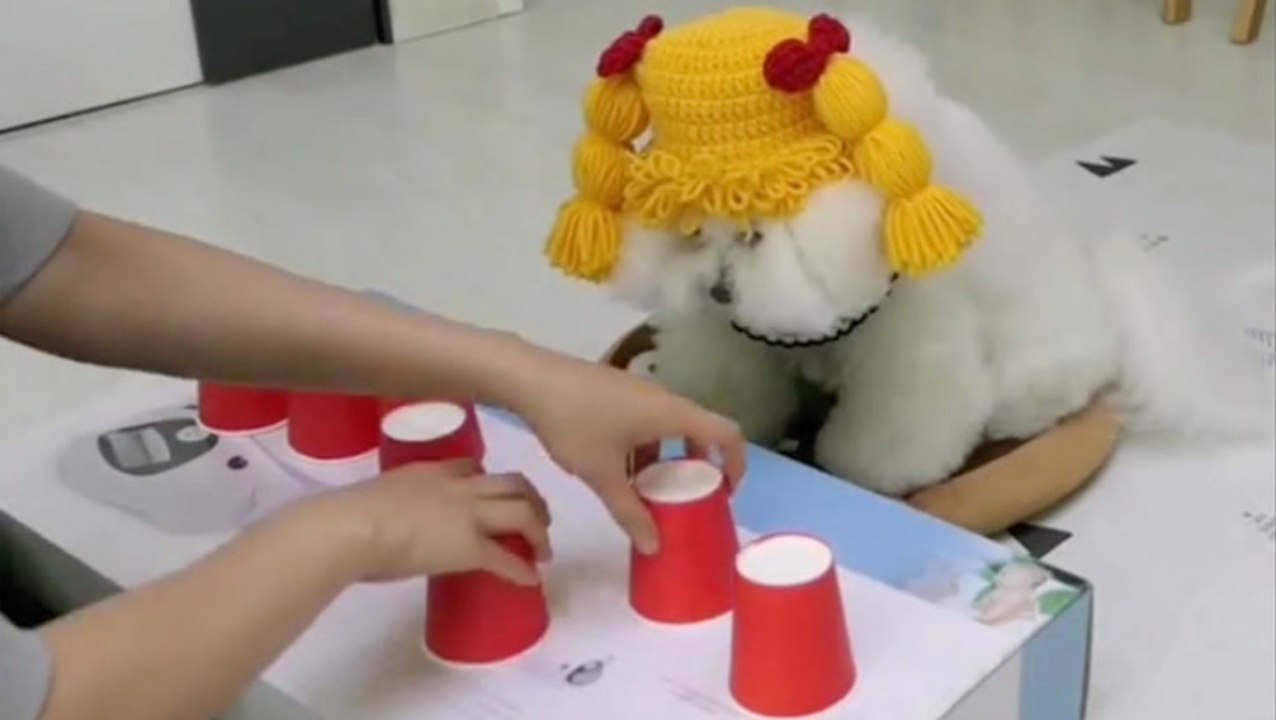 That's One Smart Pup