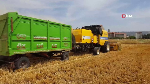 Arpa ve buğdayda yüksek rekolte çiftçiyi sevindirdi