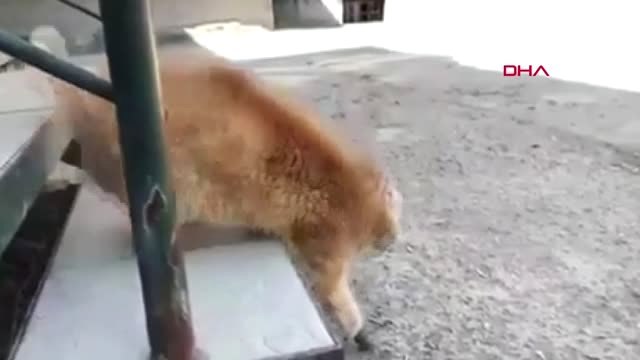 DHA DIŞ ? Dört patisini de donma sonucu kaybeden kediye protez pati