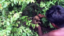 Build stone Wild dogs House