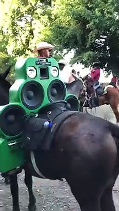 Boom box Donkey