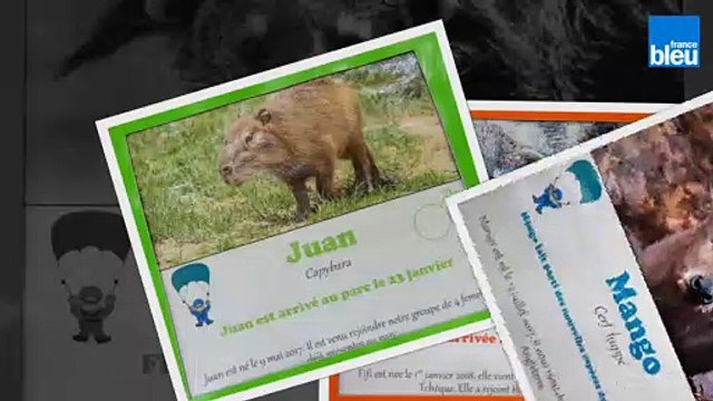 Découvrez l'Auvergne: Les arrivées 2019 du Parc Animalier d'Auvergne d'Ardes sur Couze (63)